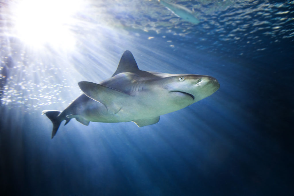 Σε κίνδυνο (και) οι καρχαρίες της Μεσογείου