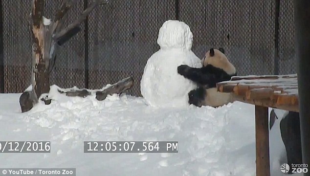 Η απίθανη φιλία ενός πάντα με έναν χιονάνθρωπο (Video)