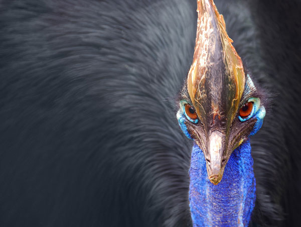 Δείτε το πιο επικίνδυνο πτηνό στον πλανήτη (Photos)