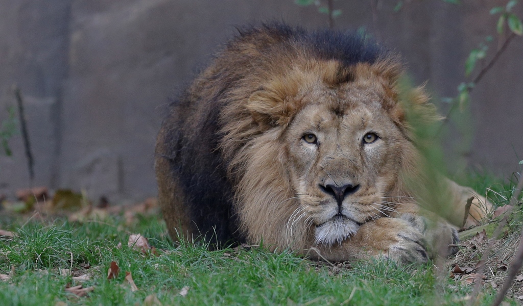 Λιοντάρι δάγκωσε υπάλληλο ζωολογικού κήπου – Πήγε μεθυσμένος να το χαϊδέψει