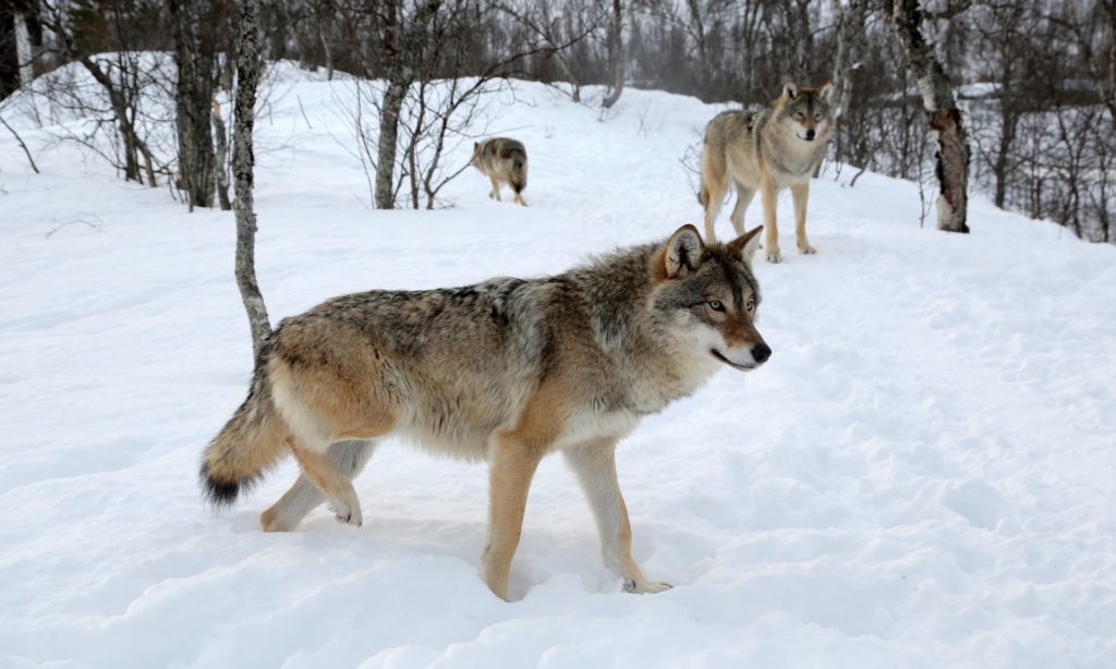 Nορβηγία: Όχι στη θανάτωση των λύκων