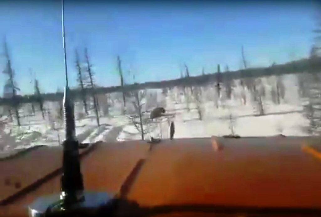 Σιβηρία: Οδηγοί νταλίκας κυνηγούν και σκοτώνουν μια αρκούδα (Σκληρό Video)