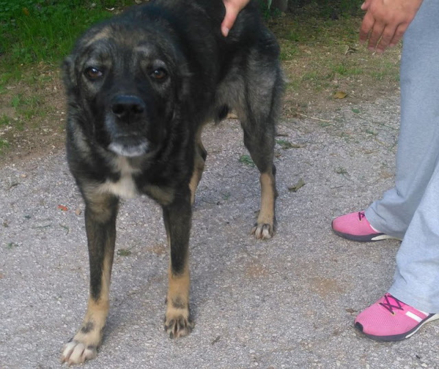 Άργος: Βρέθηκε κακοποιημένο σκυλάκι με κομμένα αυτιά (Photos)