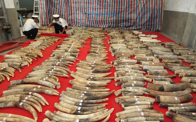 Kίνα: Στοπ στο εμπόριο του ελεφαντόδοντου