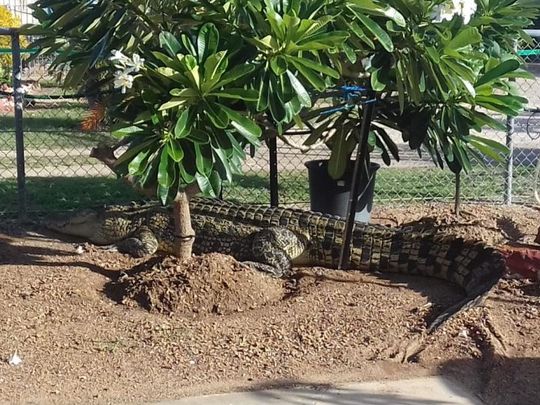 Αυστραλία: Ποδαρικό σε αυλή από κροκόδειλο (photo, video)