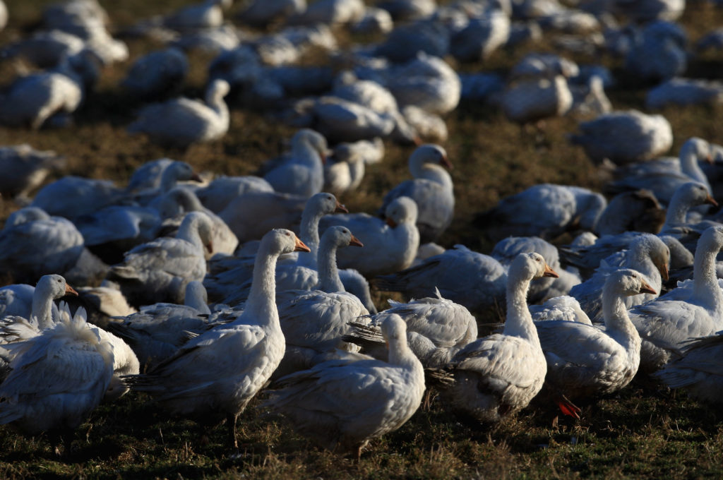 Τσεχία: Δύο εστίες της γρίπης των πτηνών
