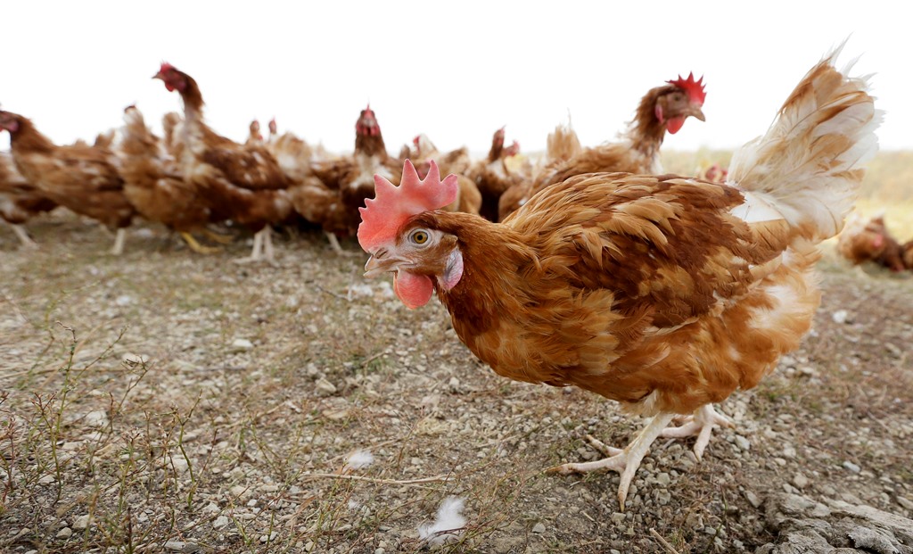 Αυστρία: Μέτρα κατά της γρίπης των πτηνών