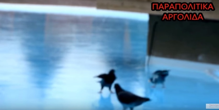 Καιρός: Περιστέρια κάνουν… πατινάζ  στην παγωμένη λίμνη του Άργους (Video)