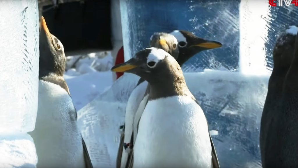 Πιγκουίνοι κάνουν τσουλήθρα στον πάγο
