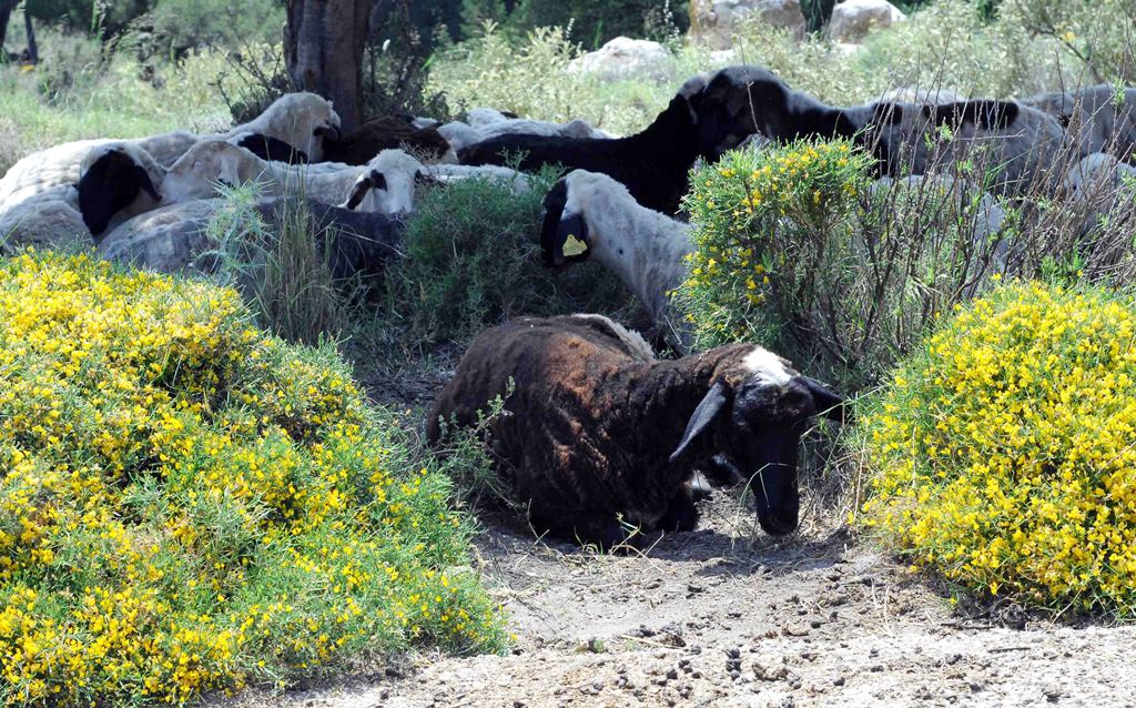 Νίσυρος: Ειδική μονάδα θα φιλοξενεί αδέσποτες αγελάδες, κατσίκια και πρόβατα!