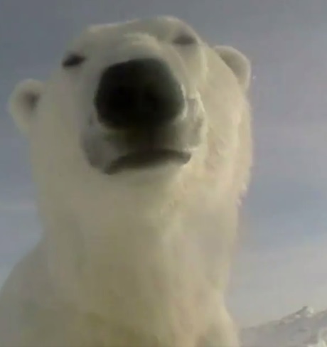 Δείτε τι βλέπει μια αρσενική πολική αρκούδα (Video)