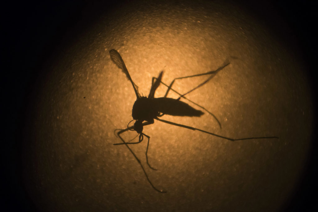 Kουνούπια ανθεκτικά στον δάγκειο πυρετό δημιούργησε Ελληνας επιστήμονας!
