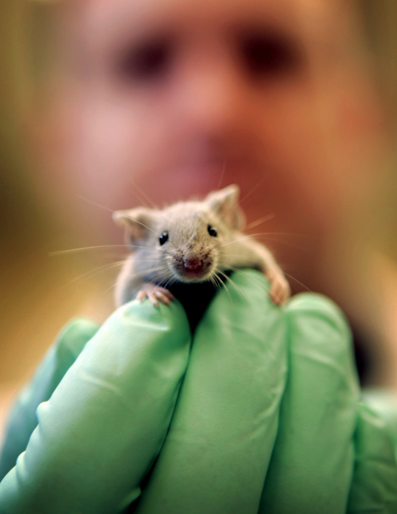 Ποντίκια – ζόμπι «δημιούργησαν» επιστήμονες στις ΗΠΑ