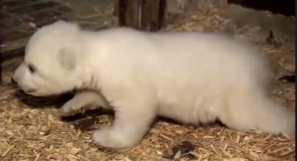Κλέβει καρδιές η νεογέννητη πολική αρκούδα (Video)