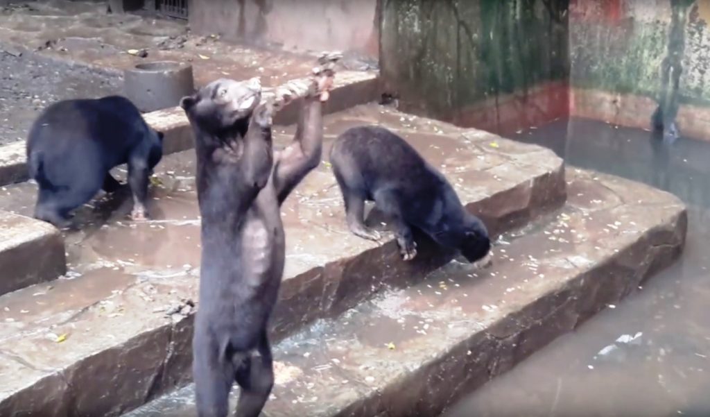 Ινδονησία: Λιμοκτονούν οι αρκούδες; (Video)