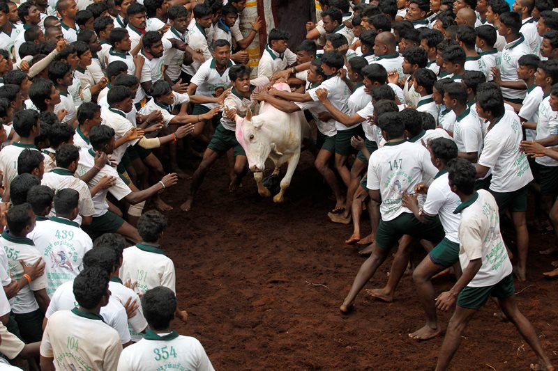 Ινδία: Το φεστιβάλ των ταύρων τελείωσε με 2 νεκρούς και 28 τραυματίες