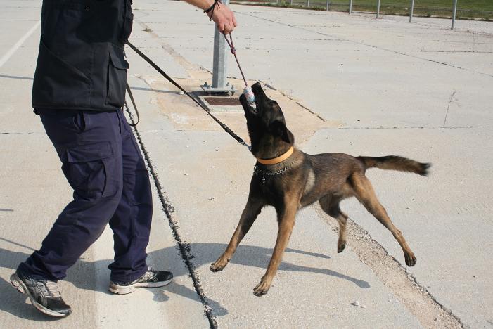 Αστυνομικοί σκύλοι: Δείτε σε βίντεο την εκπαίδευση τους (Video και Photos)