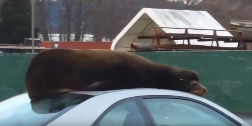 Το πιο κουλ θαλάσσιο λιοντάρι αράζει στην… οροφή αυτοκινήτου (Video)