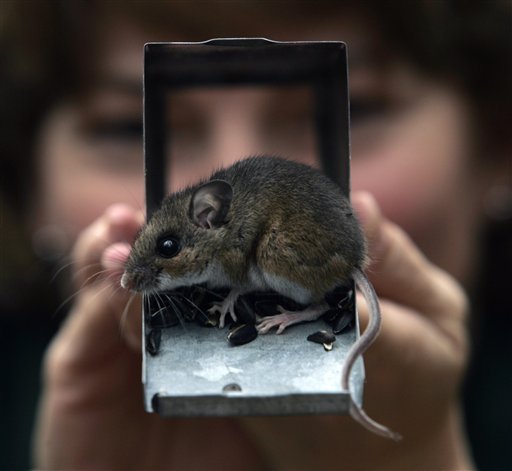 Κίνα: Ο ποντικός – τεντιμπόης… (Photo)