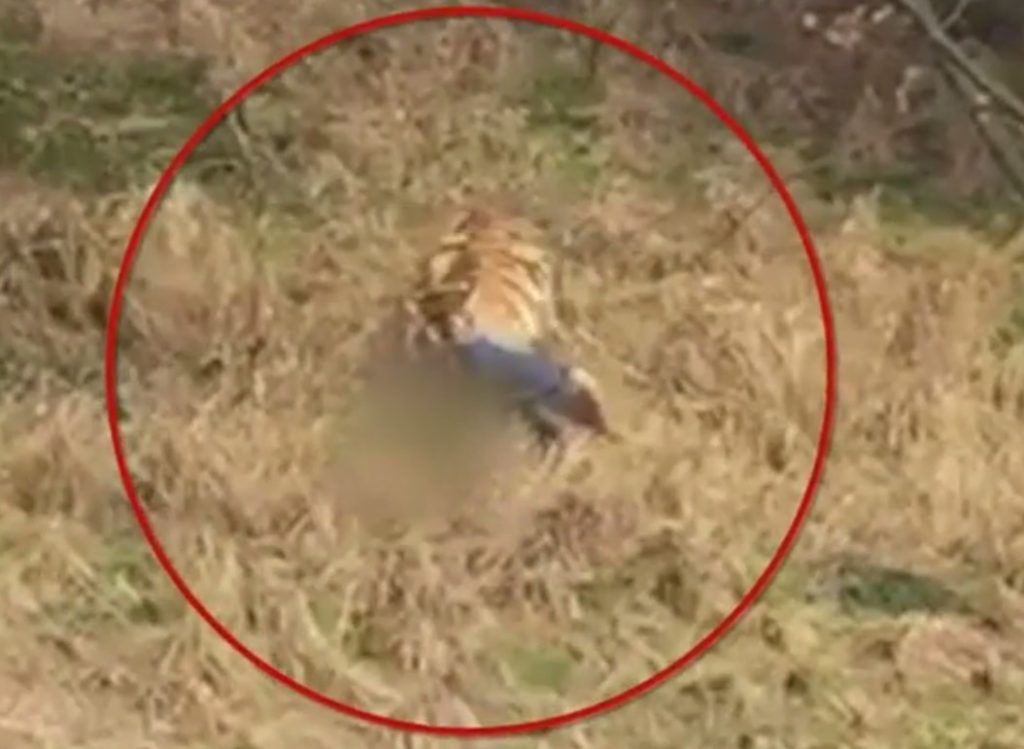 Κίνα: Τίγρης κατασπάραξε άντρα μπροστά στα μάτια της οικογένειά του – Σκληρό Βίντεο (Video)