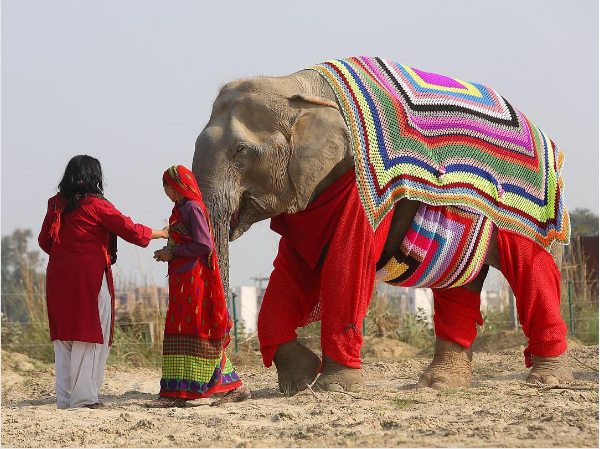 Ινδία: Πλέκουν πουλόβερ στα ελεφαντάκια για να μην κρυώνουν (Photos + Video)