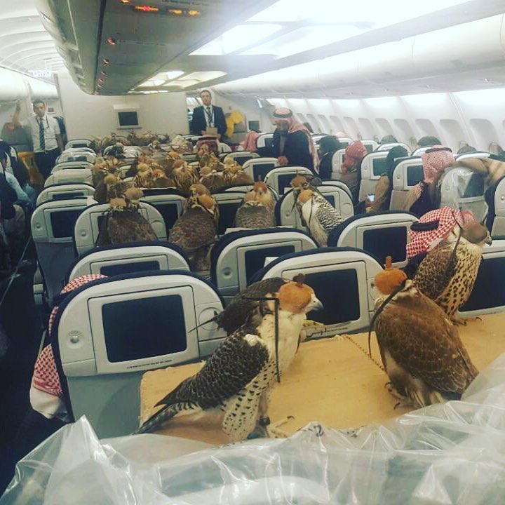 Τα viral γεράκια που ταξιδεύουν… αεροπορικώς (Photo)