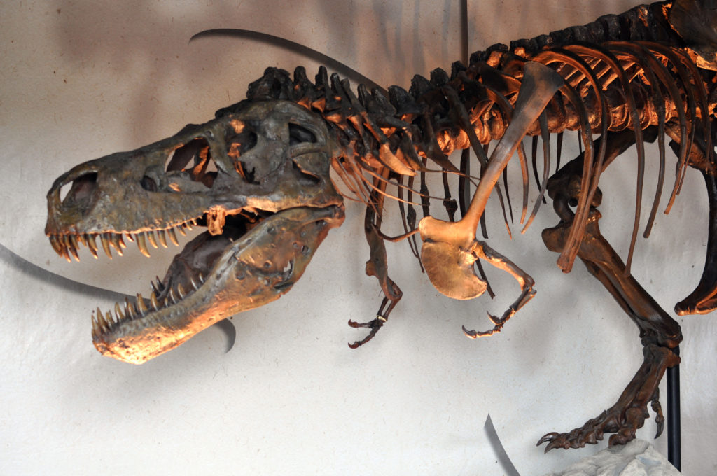 Ανακαλύφθηκε κολλαγόνο ηλικίας 195 εκατομμυρίων ετών σε οστό δεινόσαυρου!