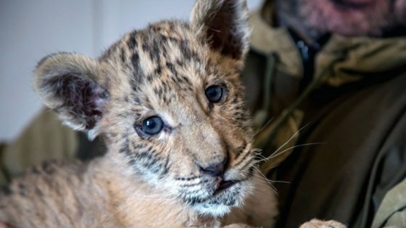 Γνωρίστε τον Τσάρο, το μωρό μίας τίγρης και ενός λιονταριού!