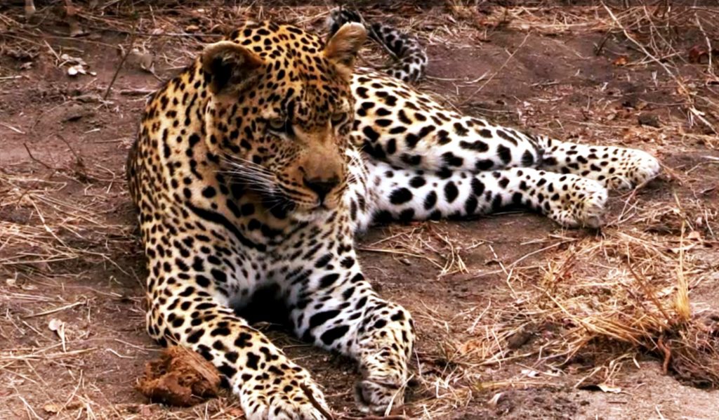 Ζουλού: Φορούν συνθετικές γούνες για να σώσουν την λεοπάρδαλη! (Video)