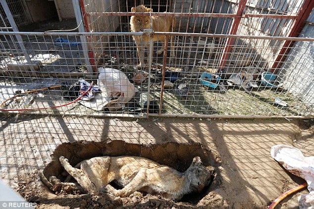 Μοσούλη: Η τραγική εικόνα ενός ζωολογικού κήπου