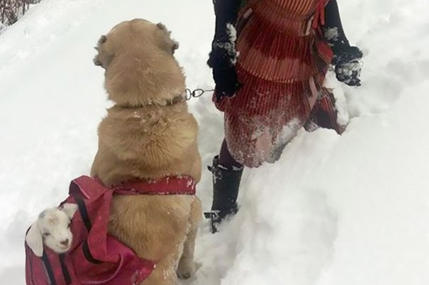 Τουρκία: Κοριτσάκι και σκύλος έσωσαν κατσικάκι και την μαμά του! (Photos και Video)