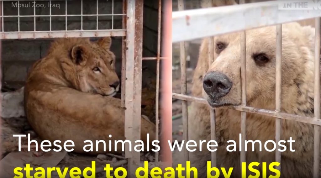 Δείτε το βίντεο απ’ ό,τι απέμεινε από τον ζωολογικό κήπο της Μοσούλης (Video)