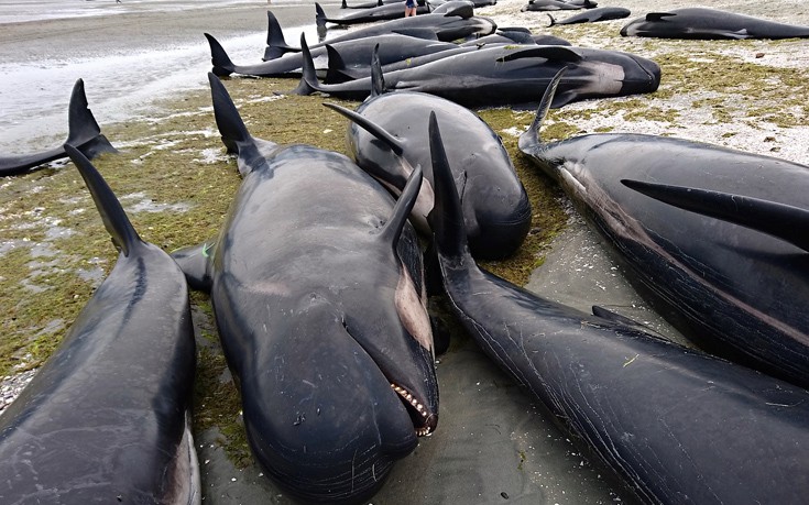 Νέα Ζηλανδία: Νεκρές 300 φάλαινες στις ακτές (Photo)