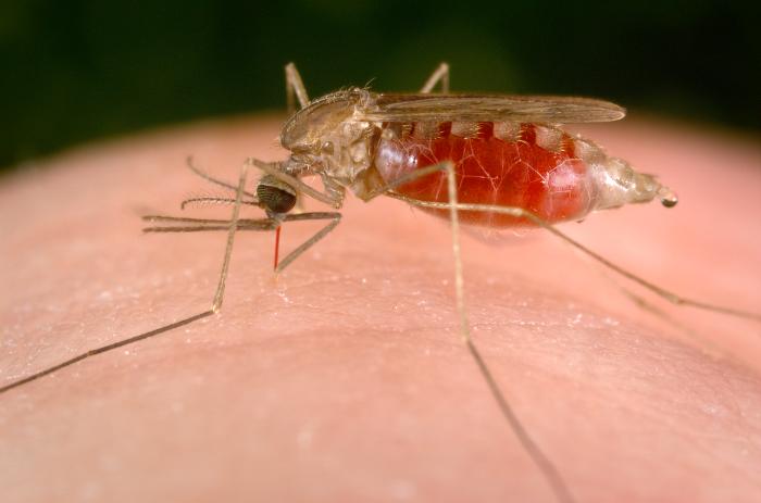 Ελπιδοφόρο εμβόλιο για την ελονοσία υπόσχεται έως και 100% προστασία