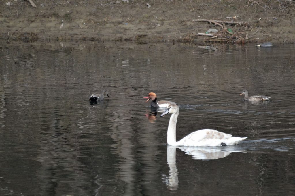 Γρίπη των πτηνών εντοπίστηκε σε κύκνο και αγριόπαπια, στη λίμνη Βόλβη