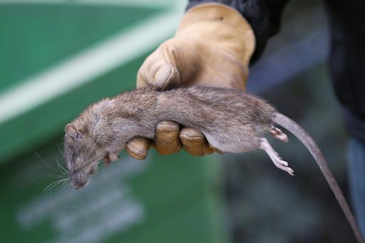 Έβρος: Παρέα με ποντίκια κάνουν μάθημα σε νηπιαγωγείο