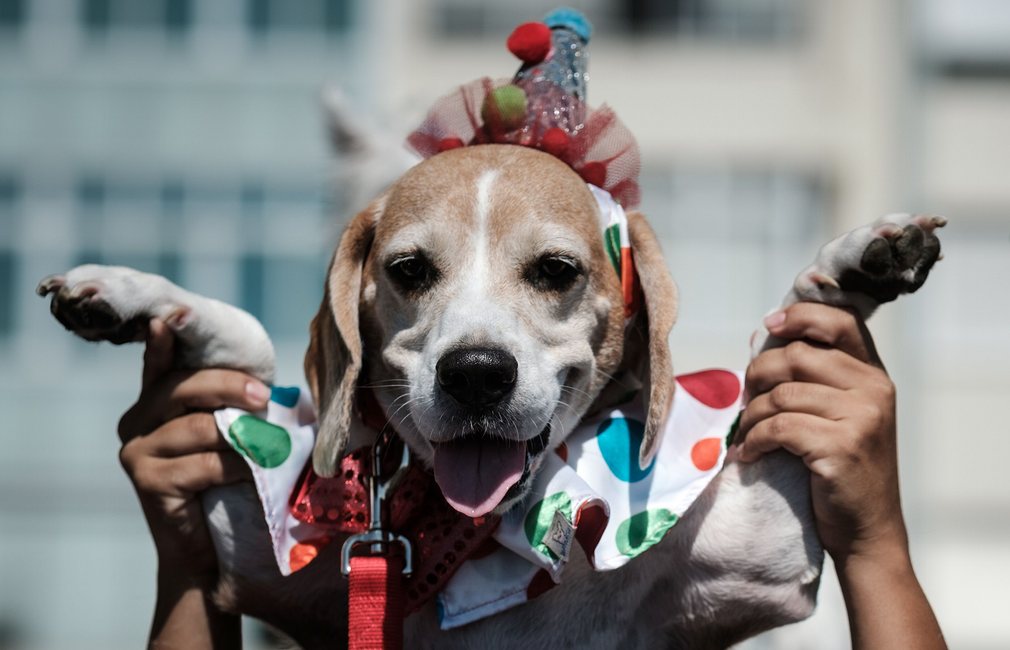 Ρίο ντε Τζανέιρο: Σκυλάκια μασκέ! (photos)