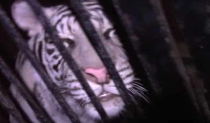 Ρωσία: Σπάνιες τίγρεις σε εθνική οδό (Video)