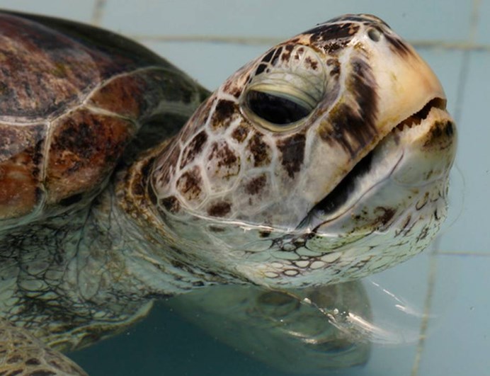 Θαλάσσια χελώνα – «κουμπαράς» στην Ταϊλάνδη (Video)