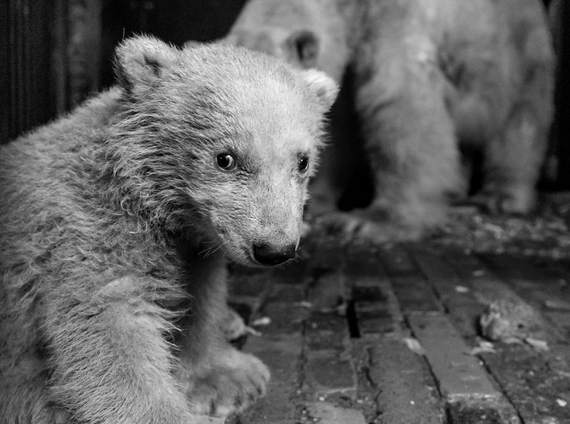 Θρήνος στο Βερολίνο: Δεν άντεξε την αιχμαλωσία ο αρκούδος Φριτζ (Video και Photos)