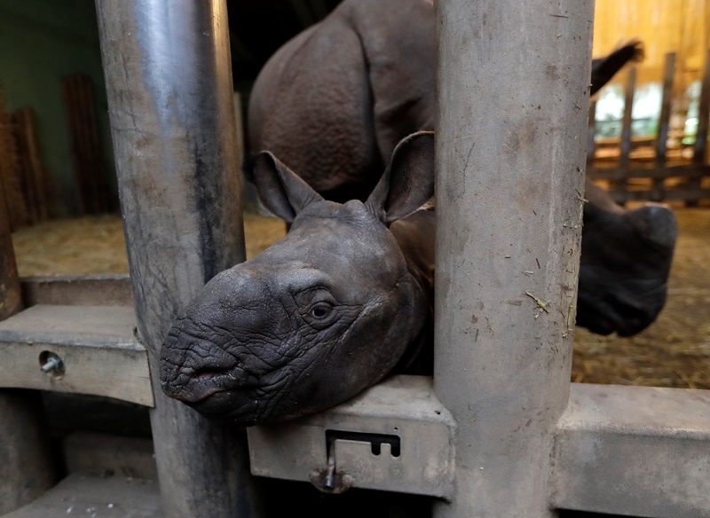 Γαλλία: Πυροβόλησαν ρινόκερο σε ζωολογικό κήπο για να πάρουν το κέρατό του