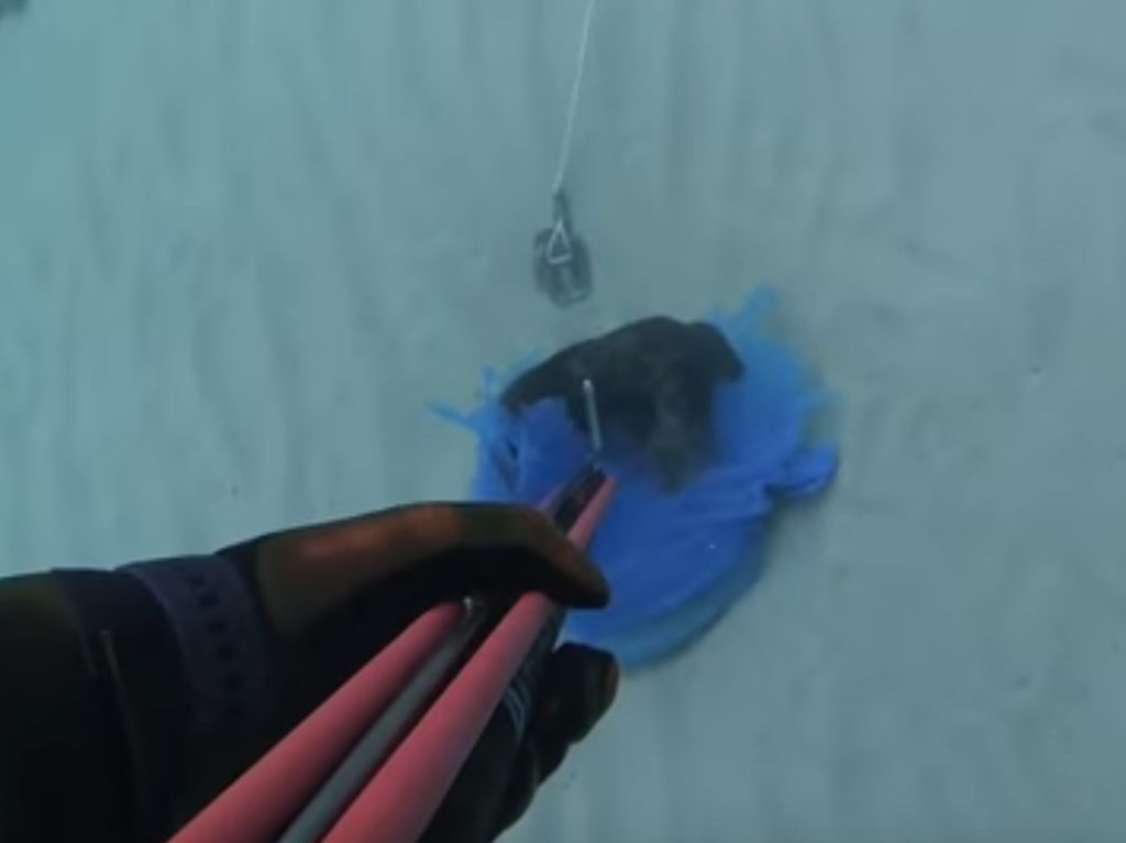 Έπνιξαν κουτάβι – Τό έριξαν στη θάλασσα μέσα σε πλαστική σακούλα (Πολύ σκληρό Video)