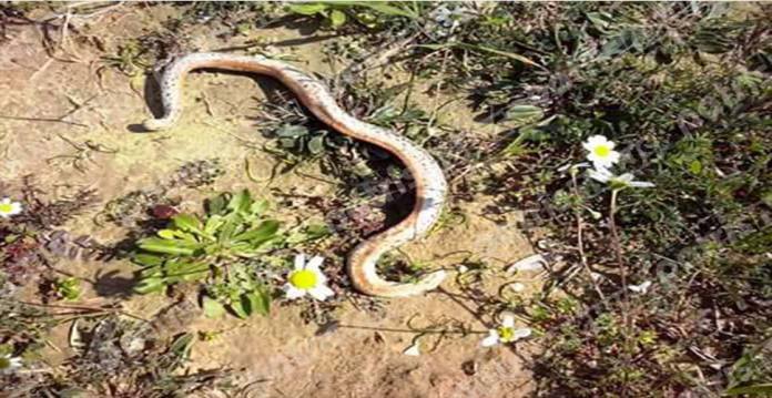Πύργος: Πήγε βόλτα στο χωράφι και βρήκε… δικέφαλο φίδι! (Photo)