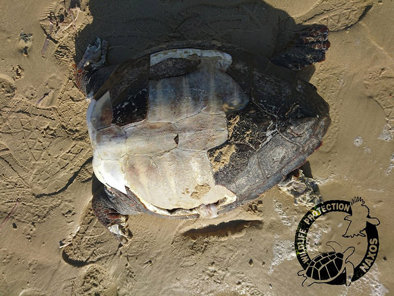 Φρίκη: Αποκεφάλισαν θαλάσσιες χελώνες στην Νάξο (Photos)