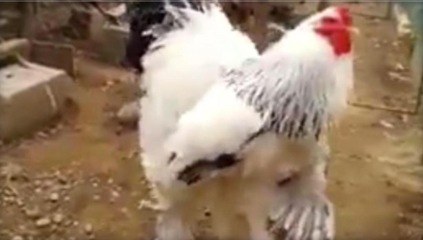 Ένα τρομακτικά γιγαντιαίο κοτόπουλο! (video)