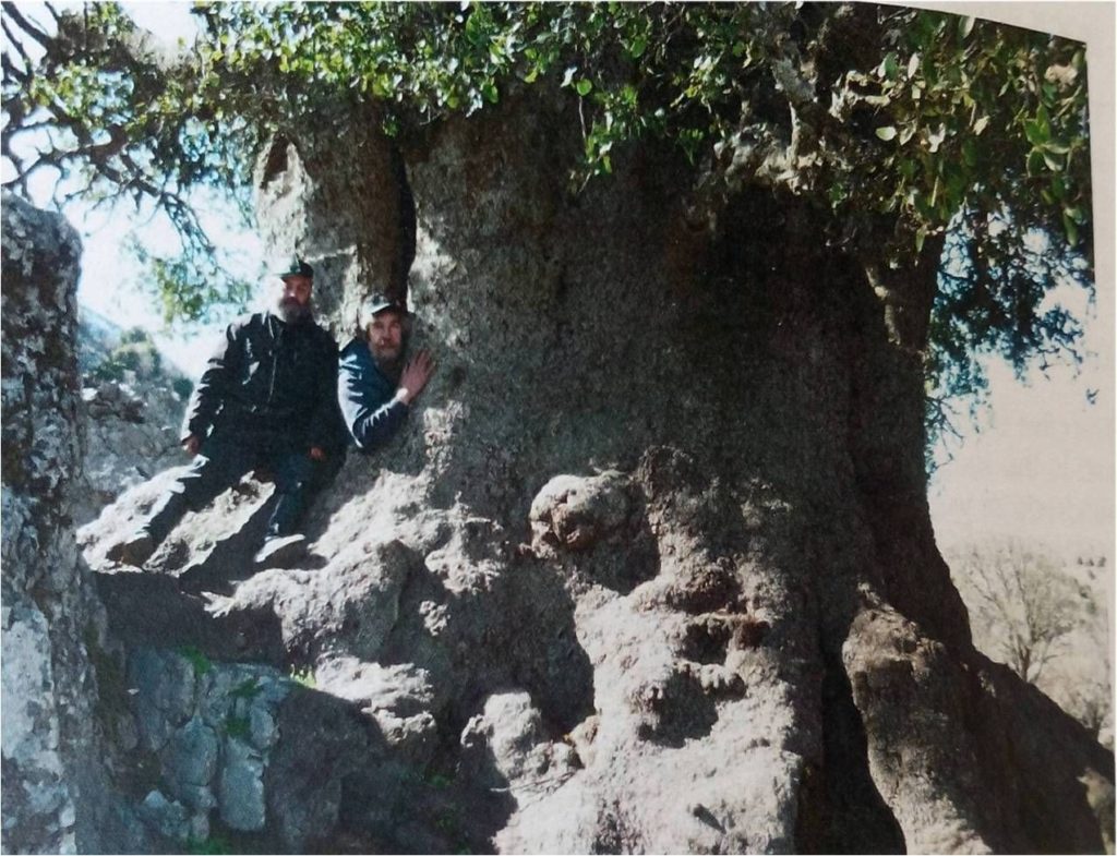 Παγκόσμια Ημέρα Δασών: Το μεγαλύτερο πουρνάρι και το αρχαιότερο ελαιόδεντρο