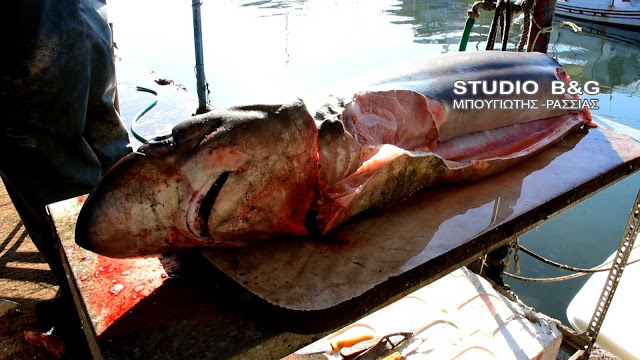 Έπιασαν καρχαρία 120 κιλών στην Αργολίδα (Σκληρές Photos)