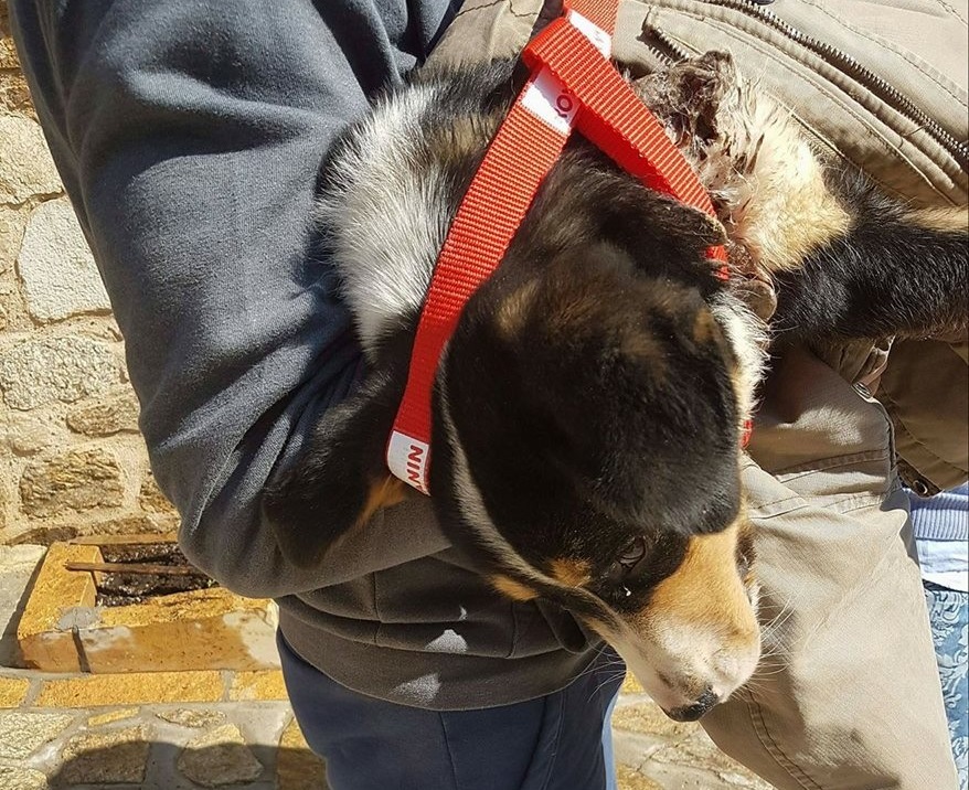 Έσωσαν τον σκύλο που περιφερόταν με κομμένο λαιμό στην Αρναία Χαλκιδικής
