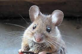 Άνθρωποι και ποντίκια: Μια …συμβίωση 15.000 χρόνων!