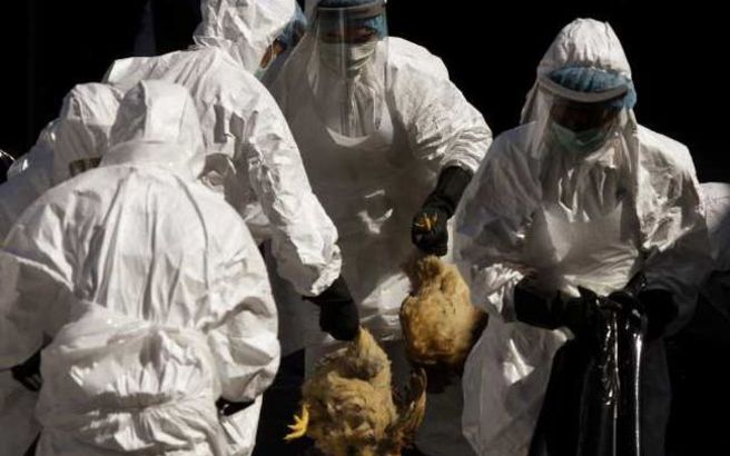 Κοζάνη: Κρούσμα γρίπης των πτηνών